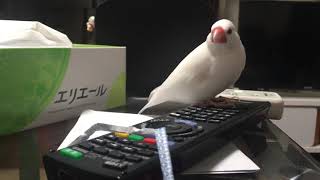 寝たい白文鳥もちさんとスマホが気になる桜文鳥あんこちゃん。