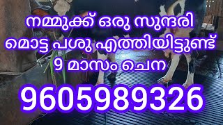 നമുക്ക് ഒരു സുന്ദരി മൊട്ട പശു എത്തിയിട്ടുണ്ട്. പിന്നെ നമ്മുടെ കിങ്ങിണി മോളെയും കൊടുക്കാൻ പോവാട്ടോ