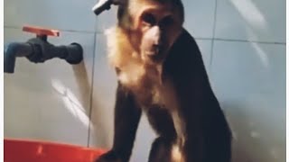 #monkey 🐒अरे बहुत गर्मी हो रही है टब मै नहा लेता हूँ🤪🤣 😂🤪😃😜#treanding#funny#viralreels #funnyshorts