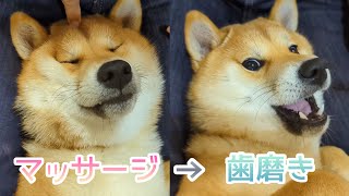 マッサージを受けて至福の表情からの嫌いな歯磨きをされる柴犬てぃーだ