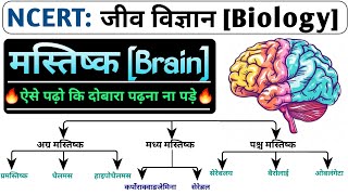 मष्तिष्क (Brain) | Nervous system | Biology