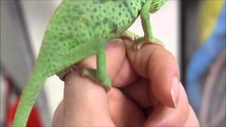 Medium Veiled Chameleons