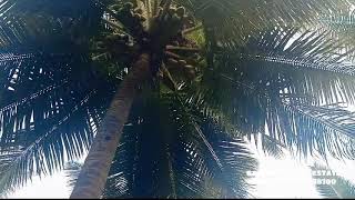 #307 || 2acre agri land with coconut trees for sale near Pollachi Road, kovilpalayam.