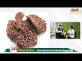 seed channel 31 ตค 66 โรคสะเก็ดเงิน กับการรักษาตามศาสตร์ภูมิปัญญาไทย