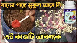 আম গাছে মুকুল আসার আগে পরিচর্যা। আম গাছের যত্ন ও পরিচর্যা।