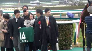 H27.03.07　ﾁｭｰﾘｯﾌﾟ賞　優勝馬：ｺｺﾛﾉｱｲ　阪神競馬場