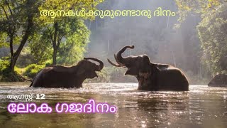 world Elephant Day/ ലോക ഗജ ദിനം / fathu's world