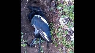 의문의 죽음을 당한 까치를 정성을 다해 수목장을 해줌.A magpie that died mysteriously is carefully buried  一只神秘死亡的喜鹊. Jeonju