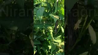 Raitha irada naade illa || #trending #viralreels #viral  #shorts #kannada  #agriculture #beans