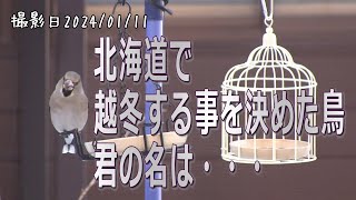 北海道で越冬することを決めた鳥　君の名は？　シジュウカラ・ヒヨドリ・ゴジュウカラ・ハシブトガラ・シメ【シニアのお庭野鳥観察】