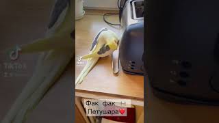 Попугай Петя!! Только Хардкор!#shorts#parrot#slipknot#попугай