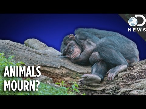 Do Animals Understand Death? Do Animals Understand Death?