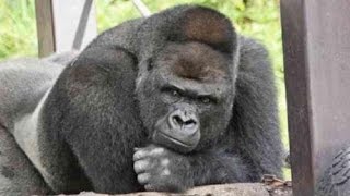 Handsome Gorilla Shabani Woos Women Of Japan