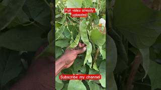 அவரைக்காய் காய் பிடிக்க டிப்ஸ்/ vegetables growing tips 🌱❤️