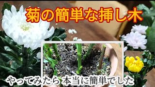 菊の簡単な挿し木です。初めて知ったので、やってみました。１ヶ月後 に期待です！