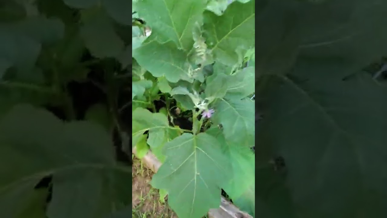 Long Bean Harvest Youtube