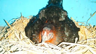 நாட்டு கோழி அடை வைப்பது எப்படி #pannai #village #trending #chiken #viral #animals #breeding #viral