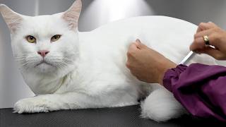 This Maine Coon Cat Mauled The Cameraman...And I Really Wish I Was Kidding😅😅