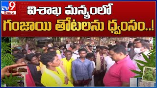 Operation Parivartan : విశాఖ మన్యంలో గంజాయి తోటలను ధ్వంసం..! - TV9