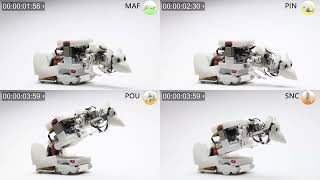 AI infiltrates the rat world: New robot can interact socially with real lab rats