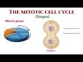 cell cycle explained a step by step journey into mitosis