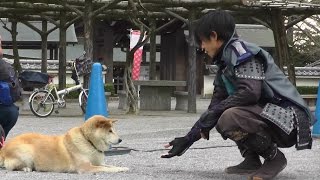 「葵」武将隊◆開運ﾛｰﾄﾞ ｿﾛ:水野勝成+－BUSHI SWORD－2015.01.17AM