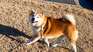 Shibe occasionally reports to human with eye contact that he enjoys a nice walk in the good weather