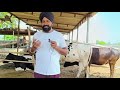 ਚੰਗੀ ਨਸਲ ਦੀ ਗਾਂ ਦੀ ਪਛਾਣ ਕਿਵੇਂ ਕਰੀਏ @dairymaster3446 video dairyfarm dairyfarming