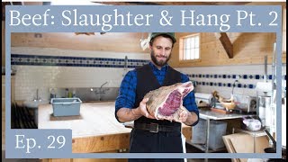 A Meatsmith Harvest Ep  29:  Raising, Slaughter and Hanging of Beef, Part 2