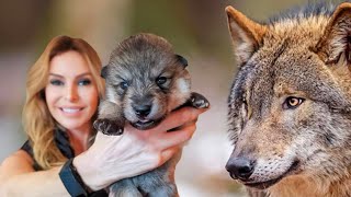 SUPER WOLFDOG PUPPIES - How to train / socialise them