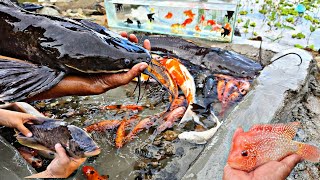 Looking for colorful ornamental fish, giant catfish, flowerhorn fish, ornamental fish