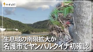 生息域の南限拡大か　名護市でヤンバルクイナ初確認（沖縄テレビ）2023/9/27