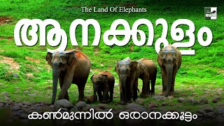 Anakkulam - The land of wild Elephants | Aanatthaara | Mankulam | Munnar Elephants