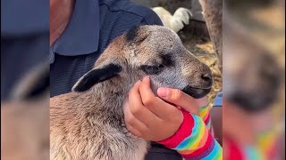 Así salvan a animalitos en una escuela de Tijuana