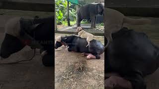 ഇപ്പൊ എങനെ ഇരിക്കണ് | kaveri | shimil malappuram #animals #elephant #love