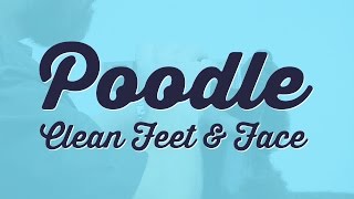 Poodle - Clean Feet and Face | Dog grooming demo by Jonathan David