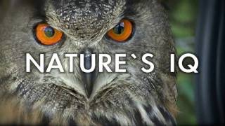 Nature`s I.Q. film trailer