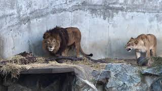 野生フードを満喫するライオンさん③（かみね動物園）♪