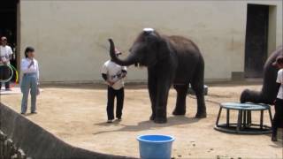 ハーモニカとタンバリンの演奏をする市原ぞうの国から王子動物園にやって来た小象の結希とりり香