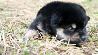 柴犬子犬黒柴雄ID:1407　2011.12.6生まれ　2011.12.24撮影 柴犬.net  shiba inu