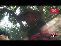 লিচু বাগানে মৌমাছি চাষে নতুন আয়ের পথ thakurgaon litchi garden bee farming honey somoy tv