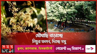 লিচু বাগানে মৌমাছি চাষে নতুন আয়ের পথ | Thakurgaon | Litchi Garden | Bee farming | Honey | Somoy TV