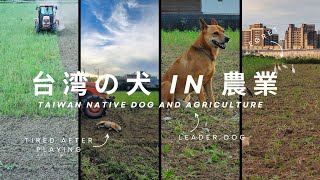 【集錦】 台灣土狗 農耕日常/#animal #pet #dog#kubota