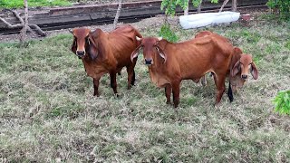 Llevamos un nuevo poryecto en la Finca de el patechucho en Zapotitan