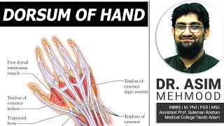 Anatomy of Dorsum of Hand | Hindi /Urdu