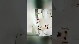 Funny cat 😺😺😺 8