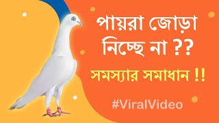 পায়রা জোড়া নিচ্ছে না ?? সমস্যার সমাধান !! 🕊️ Solutions Inside! #trendingvideo  #viralvideo