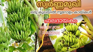 സ്വർണ്ണമുഖി തരുന്ന തൃപ്തി Swarnamukhi / Tissueculture banana / vazhathottam / Idukki