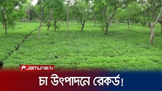 ২০২৩ এ চা উৎপাদনে নতুন রেকর্ড গড়লো বাংলাদেশ! | Tea Production | New Record | Jamuna TV