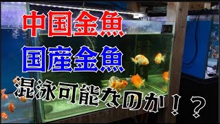 中国産金魚と国産金魚は混ぜれるのか！？